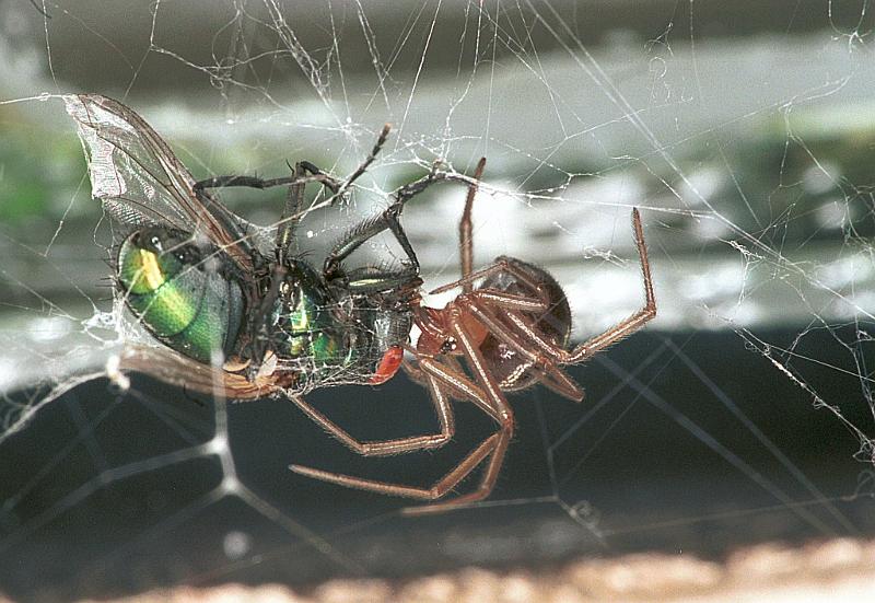 Steatoda_grossa_F2442_Z_90_Badhoevedorp_Nederland.jpg