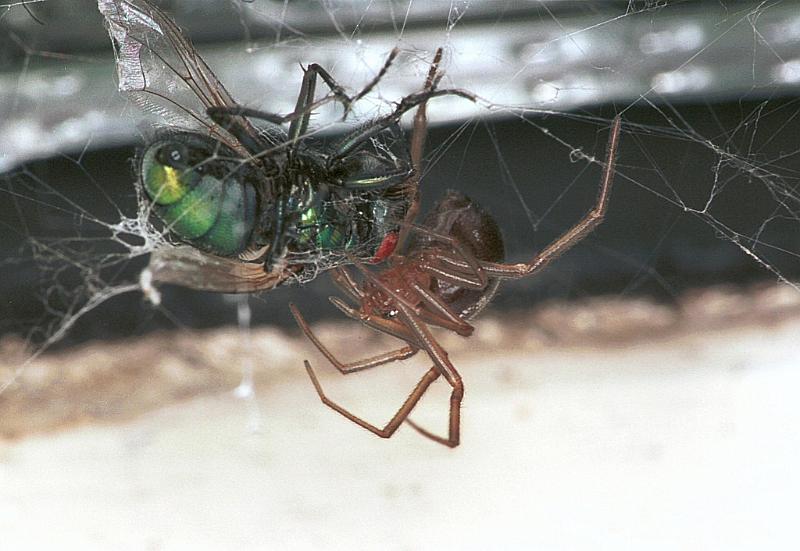 Steatoda_grossa_F2443_Z_88_Badhoevedorp_Nederland.jpg