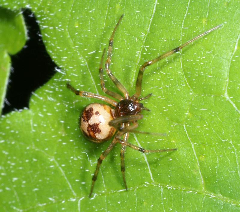 Steatoda_triangulosa_D2797_Z_85_Badhoevedorp_Nederland.jpg