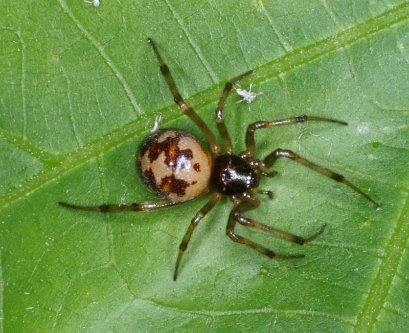 Steatoda_triangulosa_D2798_Z_88_Badhoevedorp_Nederland.jpg