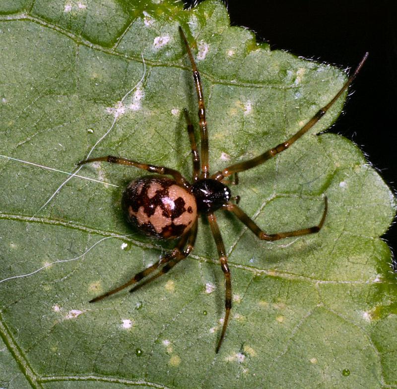 Steatoda_triangulosa_D2799_Z_86_Badhoevedorp_Nederland.jpg