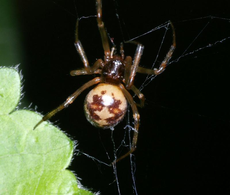 Steatoda_triangulosa_D2800_Z_81_Badhoevedorp_Nederland.jpg