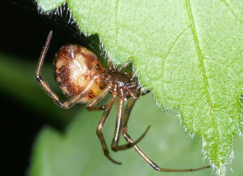 Steatoda_triangulosa_D2803_Z_82_Badhoevedorp_Nederland.jpg