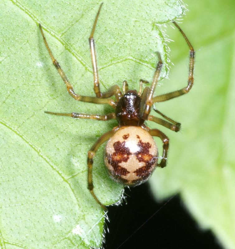 Steatoda_triangulosa_D2804_Z_88_Badhoevedorp_Nederland.jpg