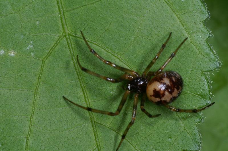 Steatoda_triangulosa_D2805_Z_78_Badhoevedorp_Nederland.jpg