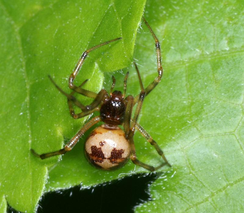 Steatoda_triangulosa_D2807_Z_84_Badhoevedorp_Nederland.jpg