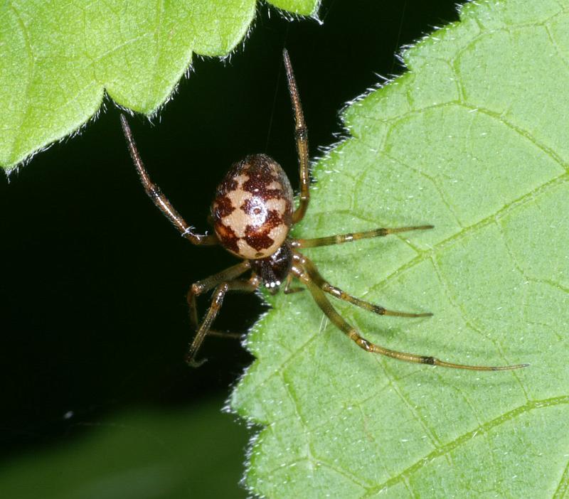 Steatoda_triangulosa_D2808_Z_85_Badhoevedorp_Nederland.jpg