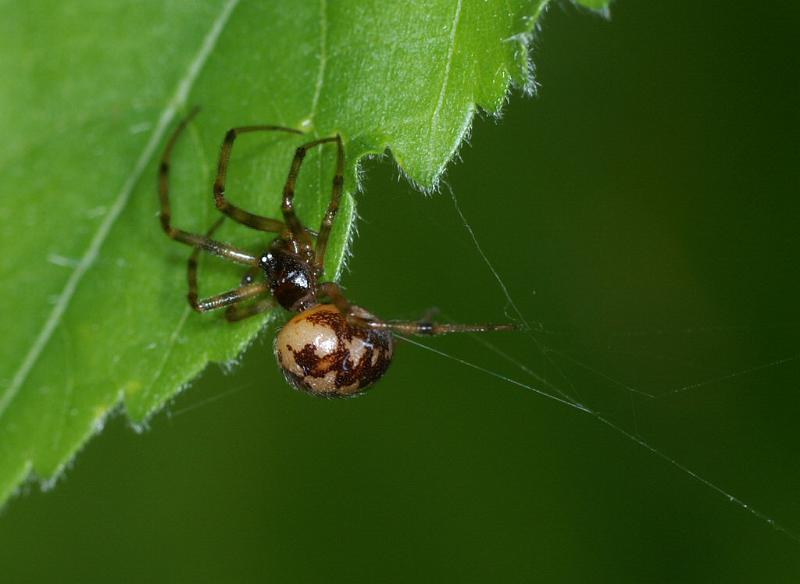 Steatoda_triangulosa_D2810_Z_82_Badhoevedorp_Nederland.jpg