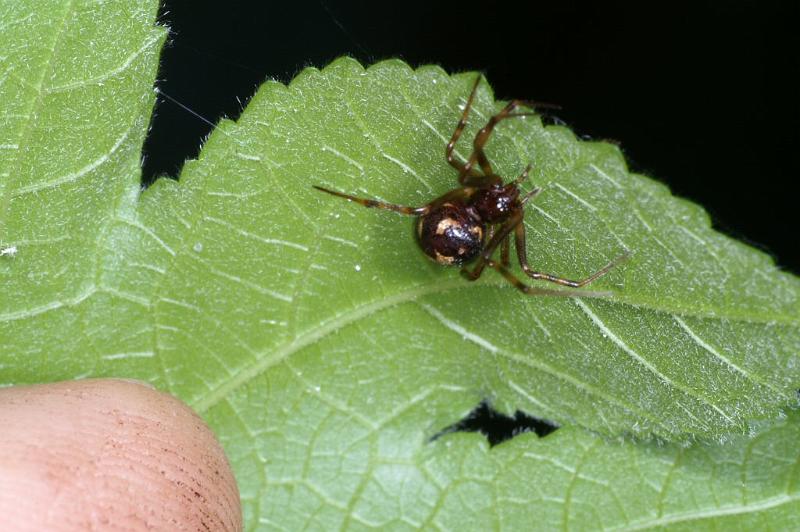 Steatoda_triangulosa_D2811_Z_82_Badhoevedorp_Nederland.jpg