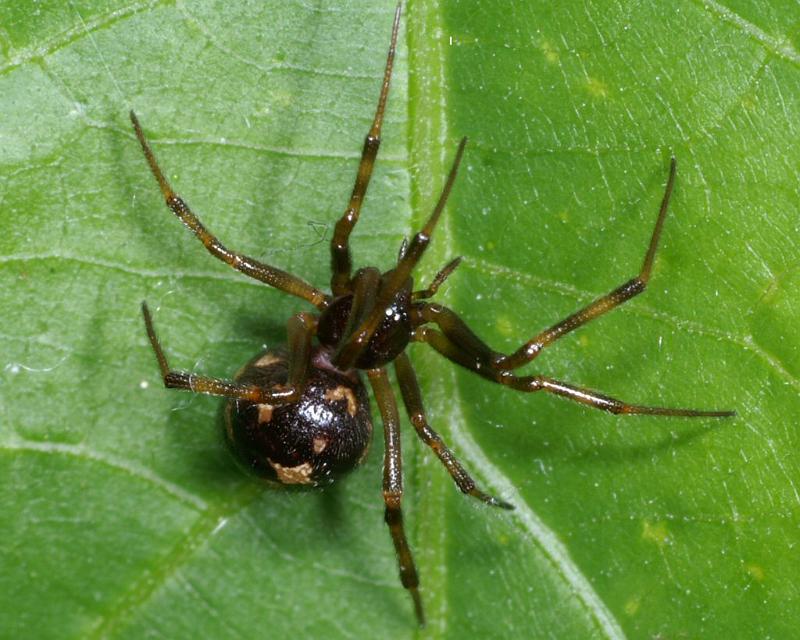 Steatoda_triangulosa_D2813_Z_81_Badhoevedorp_Nederland.jpg