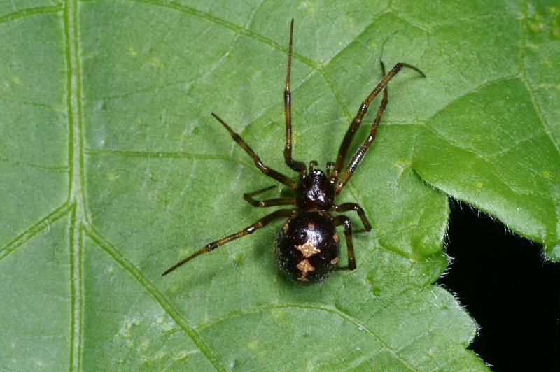 Steatoda_triangulosa_D2814_Z_85_Badhoevedorp_Nederland.jpg