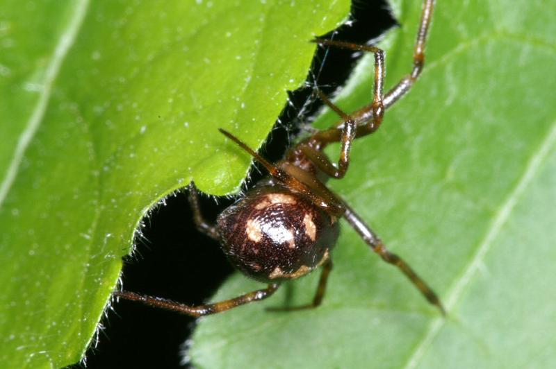 Steatoda_triangulosa_D2816_Z_81_Badhoevedorp_Nederland.jpg