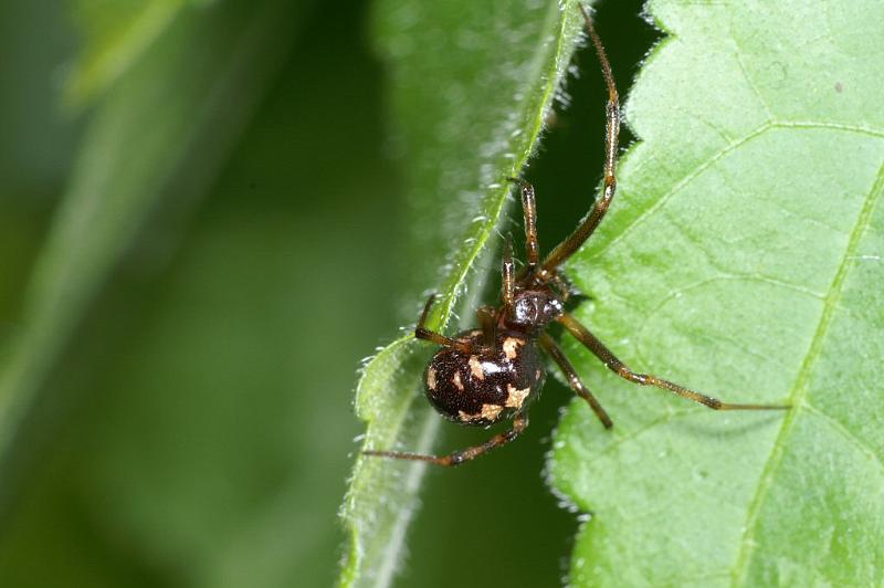 Steatoda_triangulosa_D2819_Z_84_Badhoevedorp_Nederland.jpg