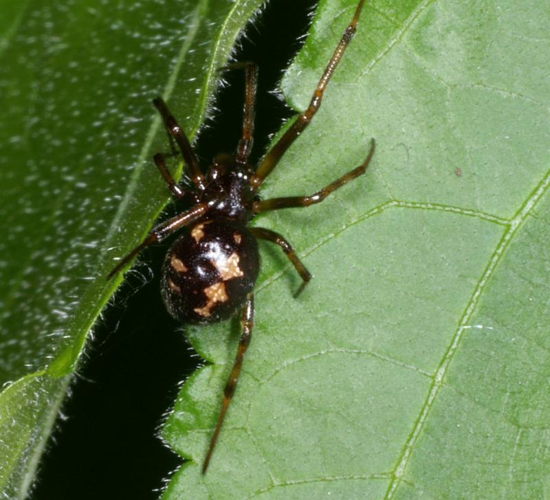 Steatoda_triangulosa_D2820_Z_82_Badhoevedorp_Nederland.jpg