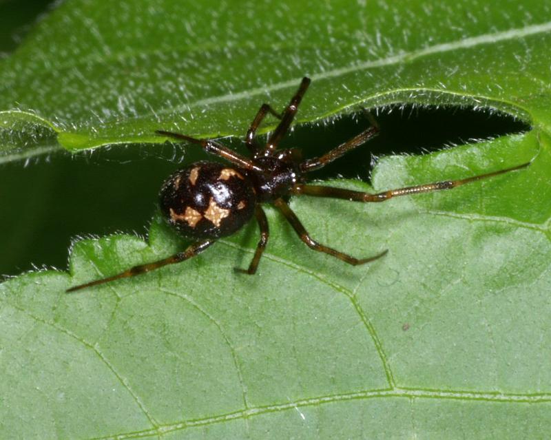 Steatoda_triangulosa_D2821_Z_86_Badhoevedorp_Nederland.jpg