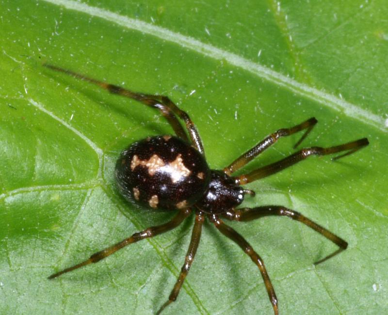 Steatoda_triangulosa_D2823_Z_86_Badhoevedorp_Nederland.jpg