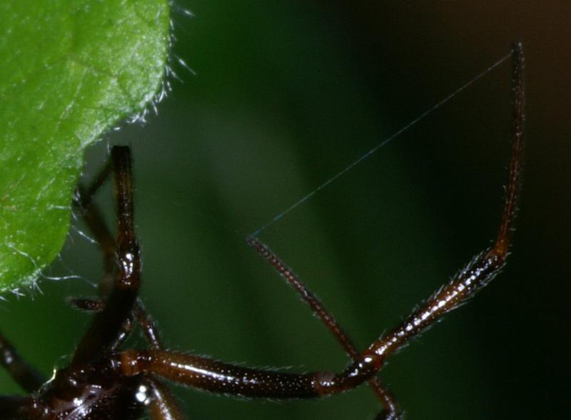 Steatoda_triangulosa_D2824_Z_87_Badhoevedorp_Nederland.jpg