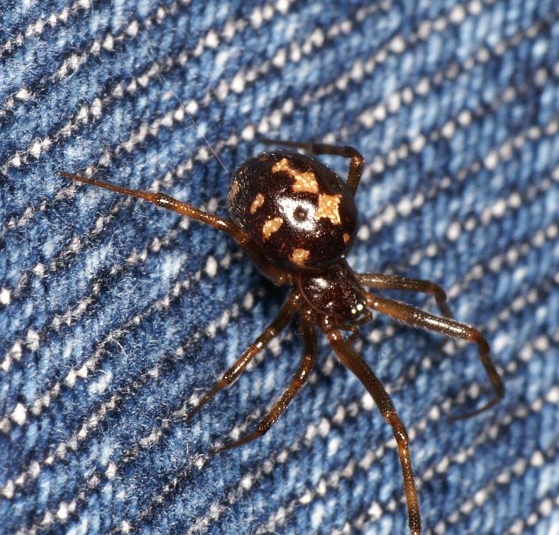 Steatoda_triangulosa_D2826_Z_85_Badhoevedorp_Nederland.jpg