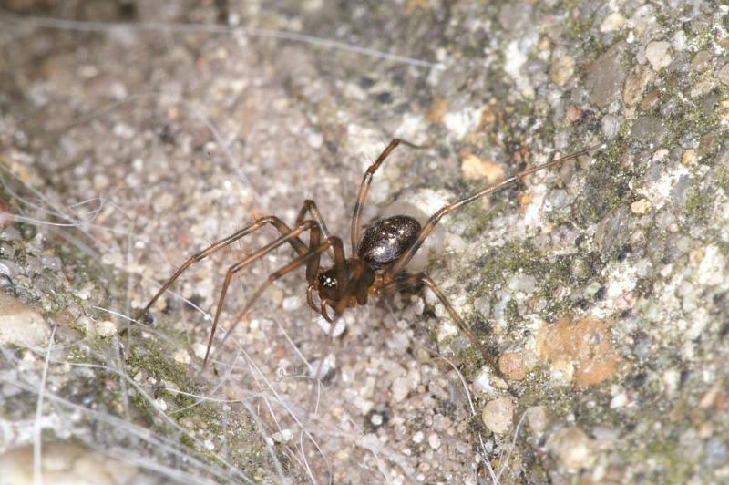 Steatoda_triangulosa_D2923_Z_83_Badhoevedorp_Nederland.jpg