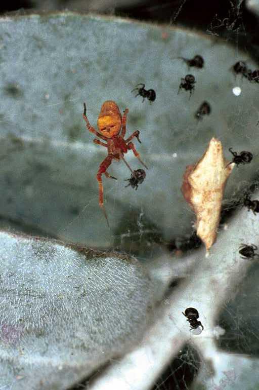 Theridion_ZZ178_F0593_Z_92_Carnavon_Australie.jpg