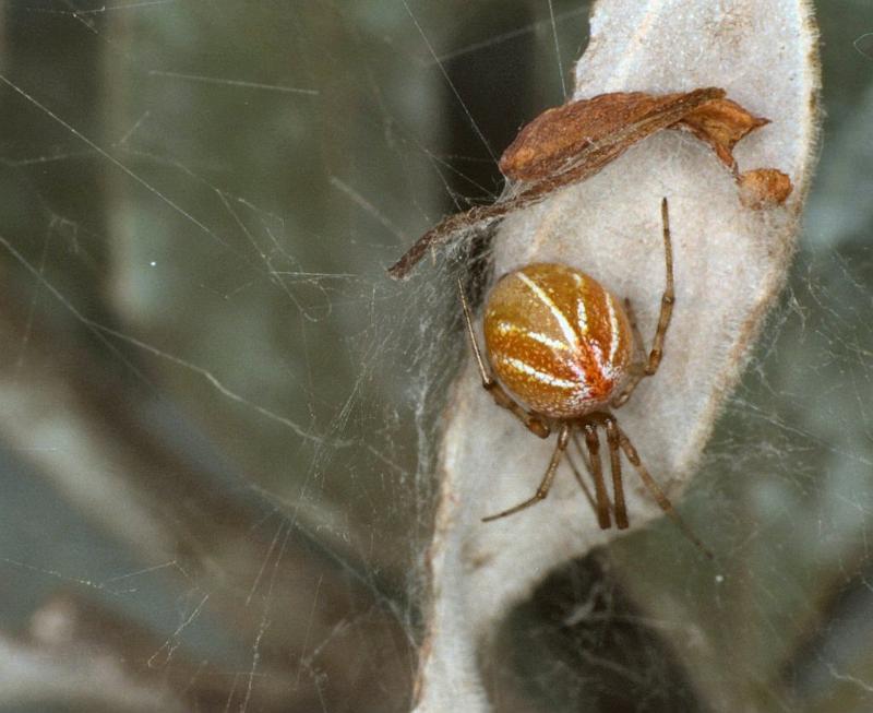 Theridion_ZZ179_F0594_Z_92_Carnavon_Australie.jpg