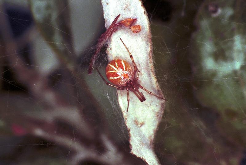 Theridion_ZZ179_F0595_Z_92_Carnavon_Australie.jpg