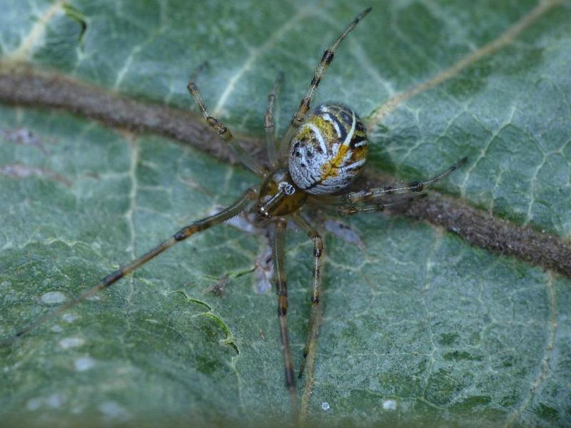 Theridion_ZZ494_D6461_Z_90_Brisbane_Australie.jpg