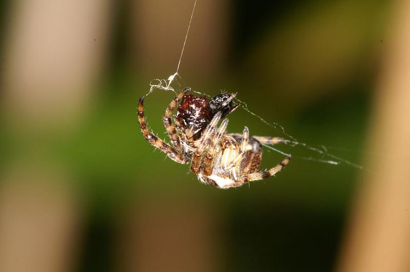 Theridion_ZZ604_D7650_Z_88_Oeverlanden_Nederland.jpg