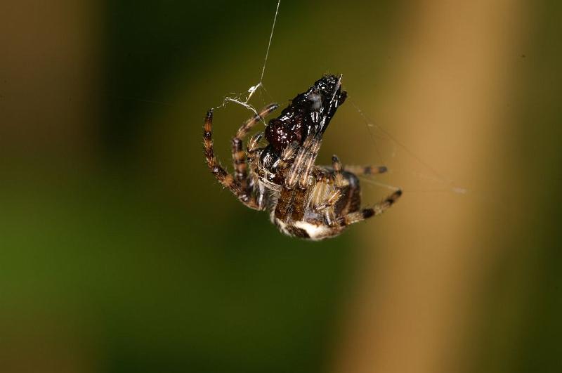 Theridion_ZZ604_D7651_Z_89_Oeverlanden_Nederland.jpg