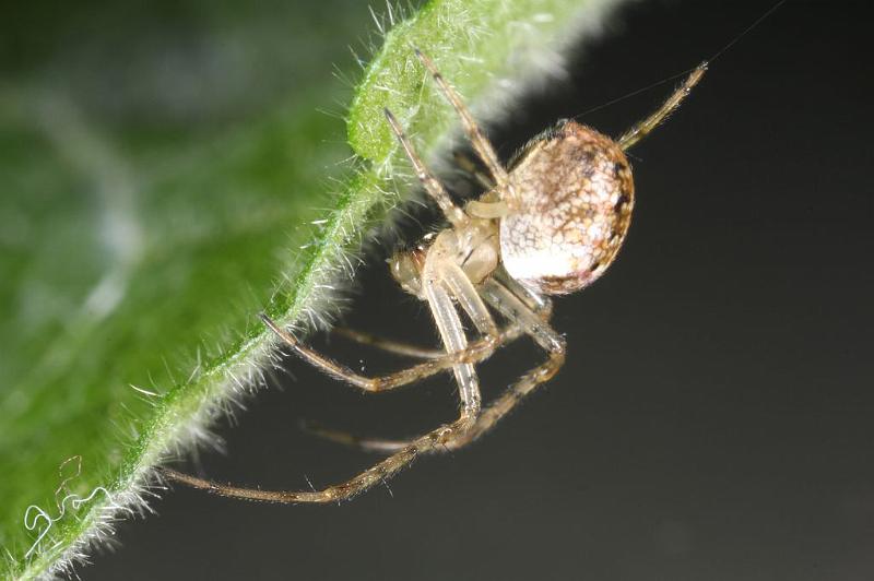 Theridion_ZZ604_D7663_Z_89_Oeverlanden_Nederland.jpg