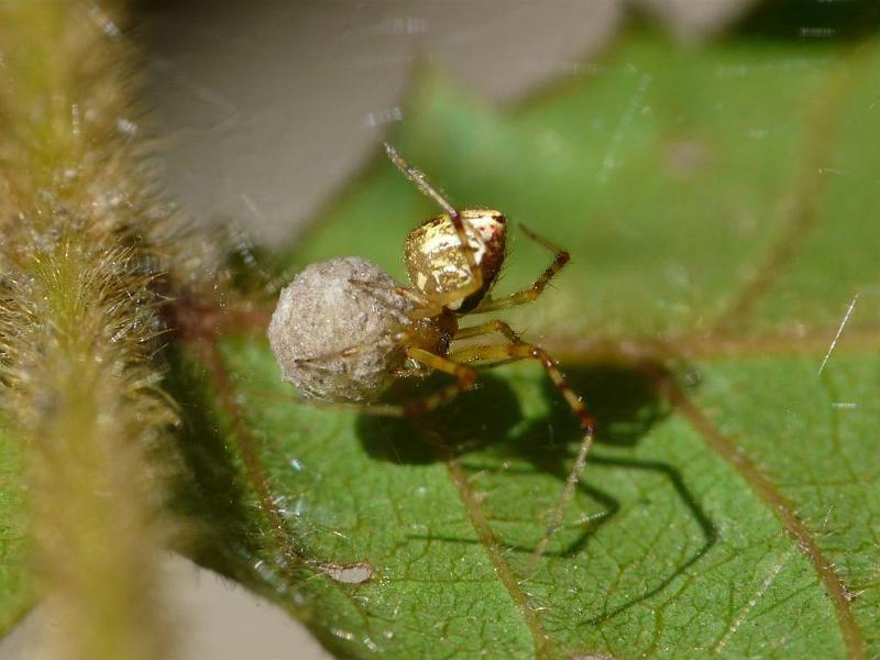 Theridion_pyramidale_D6274_Z_88_Brisbane_Australie.jpg