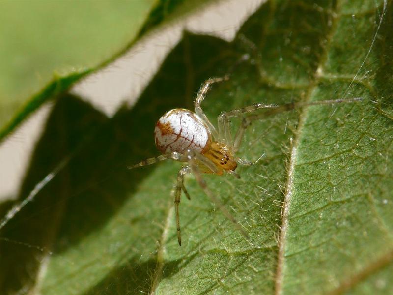 Theridion_pyramidale_D6277_Z_88_Brisbane_Australie.jpg