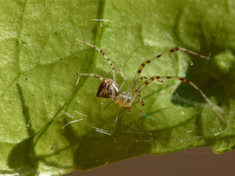 Theridion_pyramidale_D6301_Z_87_Brisbane_Australie.jpg