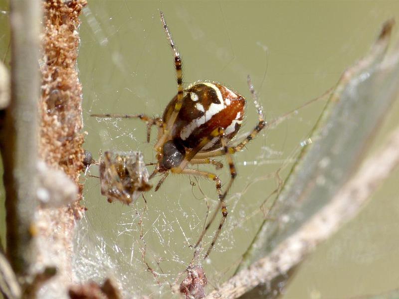 Theridion_pyramidale_D6371_Z_88_Brisbane_Australie.jpg