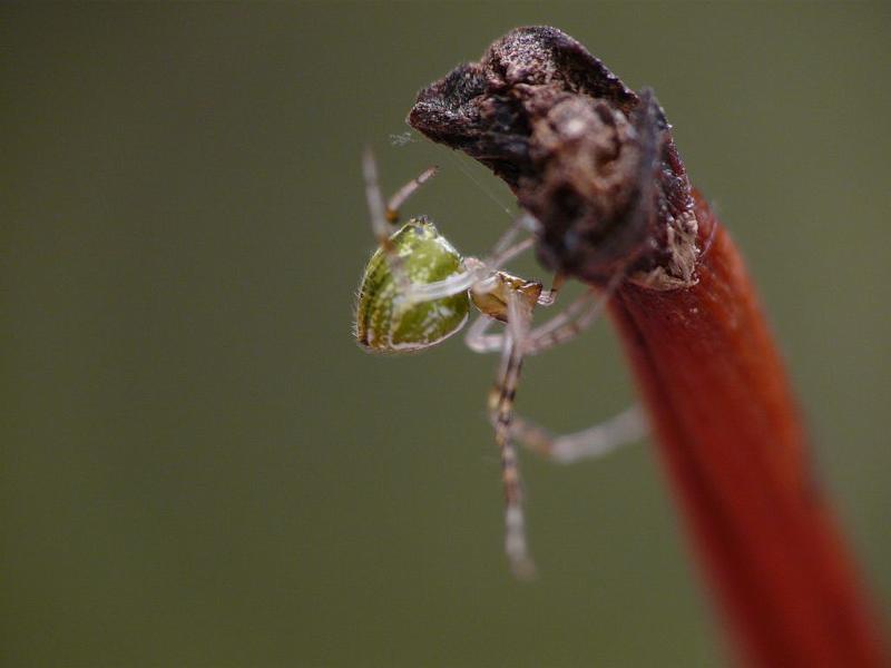 Theridion_pyramidale_D6584_O_82_Brisbane_Australie.jpg