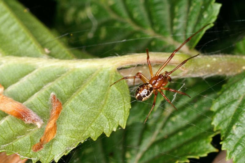 Theridion_sisyphium_D4808_Z_90_-_Frankrijk.jpg