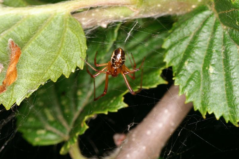 Theridion_sisyphium_D4809_Z_89_-_Frankrijk.jpg