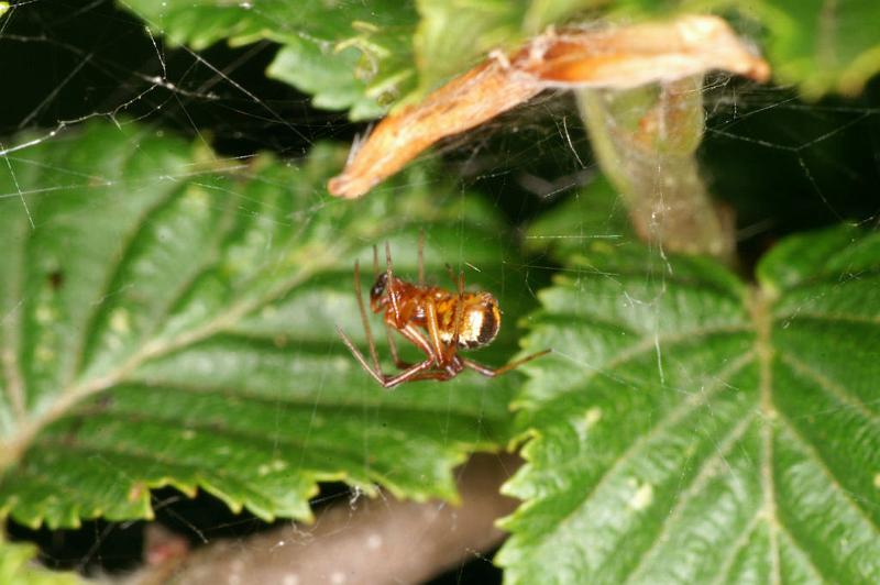 Theridion_sisyphium_D4810_Z_82_-_Frankrijk.jpg