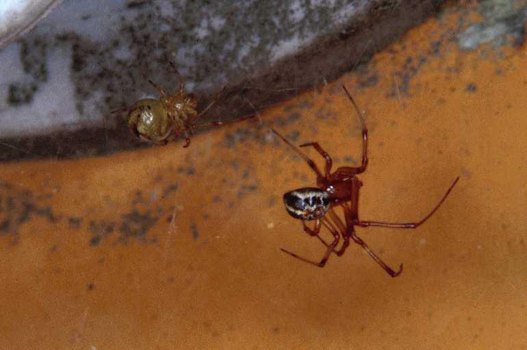 Theridion_sisyphium_P0736_Z_90_Sixt-Fer-a-Cheval_Frankrijk.jpg