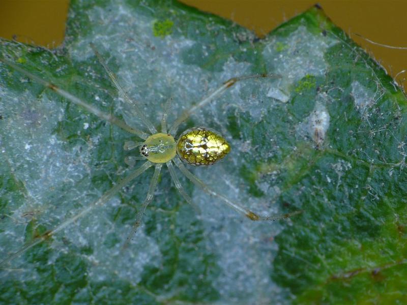 Thwaitesia_argentiopunctata_D6854_O_89_Brisbane_Australie.jpg