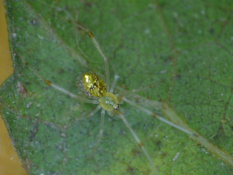 Thwaitesia_argentiopunctata_D6855_Z_89_Brisbane_Australie.jpg