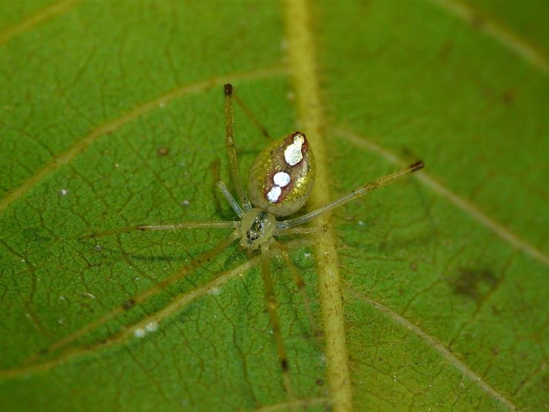 Thwaitesia_argentiopunctata_D6919_Z_88_Brisbane_Australie.jpg