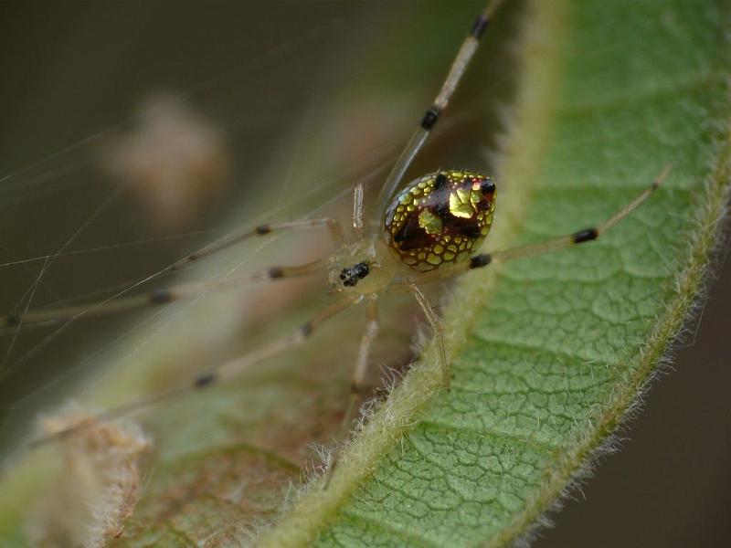 Thwaitesia_nigronodosa_D6680_Z_89_Brisbane_Australie.jpg