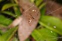 Argyrodes_ZZ391_D5445_Z_89_Yungaburra_Australie