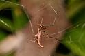 Argyrodes_ZZ391_D5447_Z_89_Yungaburra_Australie