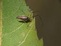 Argyrodes_ZZ583_D6909_Z_88_Brisbane_Australie