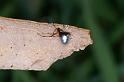 Argyrodes_antipodianus_D4151_Z_90_Toowoomba_Australie