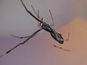 Argyrodes_rainbowi_D6562_O_87_Brisbane_Australie