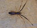 Argyrodes_rainbowi_D6564_O_88_Brisbane_Australie