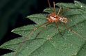 Enoplognatha_mordax_F0181_Z_80_Waterleidingduinen_Nederland